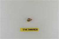 藏品(灰白陸寄居蟹)的圖片